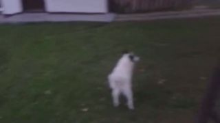Ja som ťa nepodviedla (Dogs)