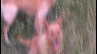 When dog wiggle :P