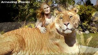 The liger