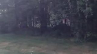 Medveď si zháňa raňajky