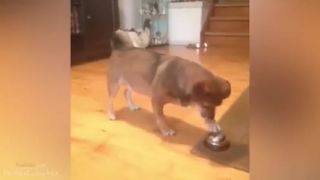 Funny dog vines 2014