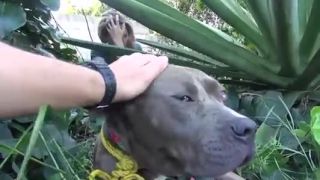 Záchrana pitbulla