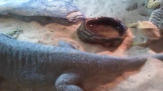 Agama bradatá 2