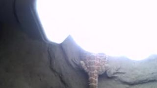 Agama bradatá part3