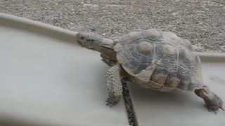 Korytnačka vo fitness štúdiu
