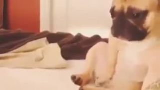 Som sexy