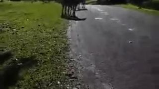 Zebra zaútočila na psa a jeho majiteľa