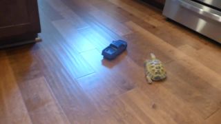 Auto vs. Korytnacka