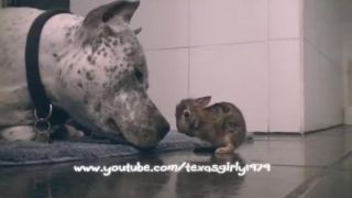 Najstarostlivejší Pitbull na svete