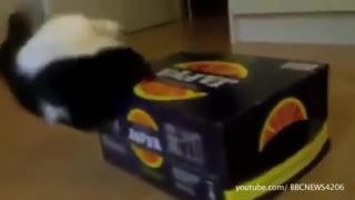 Zvieratka sa hraju
