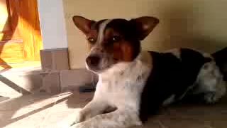 Jack Russel Teriér MAX