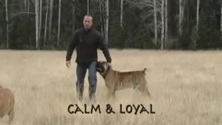 Juho - Africký Boerboel