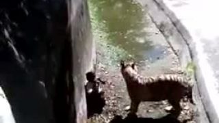 Muž zabitý tigrom