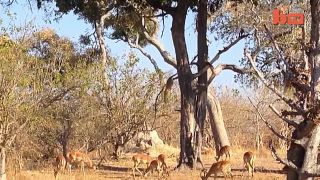 Útok leoparda 2