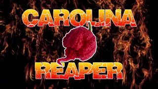 Najpálivejšia čili paprička - Carolina Reaper