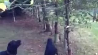 Nový objav labradoroov