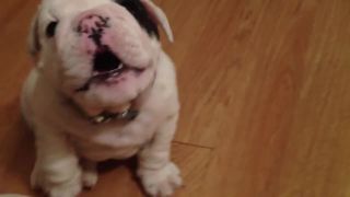 Jedovatý bulldog
