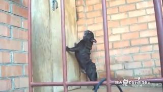 Nahnevaný buldog
