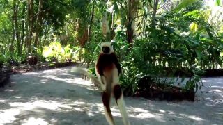Skákajúci lemur