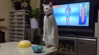 Mačka domáca vzpriamená 2 (Japonsko)