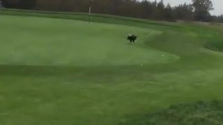 Orol kradol na golfovom ihrisku