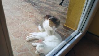 Thai massage cat