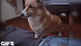 GIF-y so zvukom