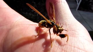 Climaciella brunnea - napol osa napol modlivka