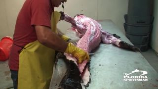 Ako sa filetuje Krokodil ?