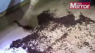 Lienky ako užitočný a milý hmyz?