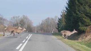 Laňky cez cestu