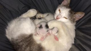Meow maňa