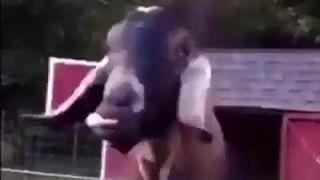 Keď zahrajú obľúbenú