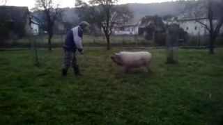 Mangalica - poslušnosť