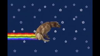 Nyan Dog