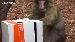 Mr. Enričment uvádza Košicku ZOO