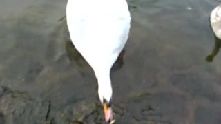 Nebuď labuť!