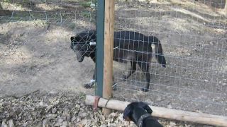 Vlk vs. doberman (očný súboj)