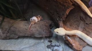 Kŕmenie albína štrkáča texaského