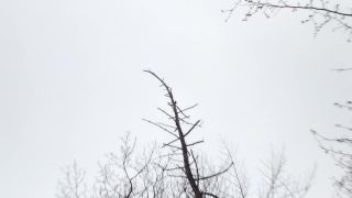 Ďateľ veľky (Dendrocopos major)