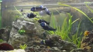 Tropheus duboisi "Maswa"