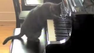 Mačacia opera