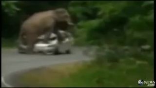 Slon rozsadol auto