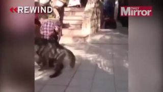 Mauglí