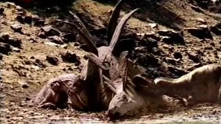 Prechádzky s dinosaurami 7 - Balada o Allosaurovi