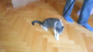 Foxy na vodítku