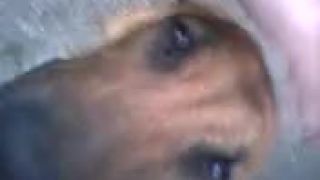 Ridgeback