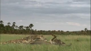 Prechádzky s pravekými zvieratami 5 - Šabľozubý tiger