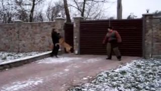 Cane Corso - ochrana teritória
