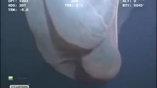 Neznámi živočíšni druh z hlbín oceánu